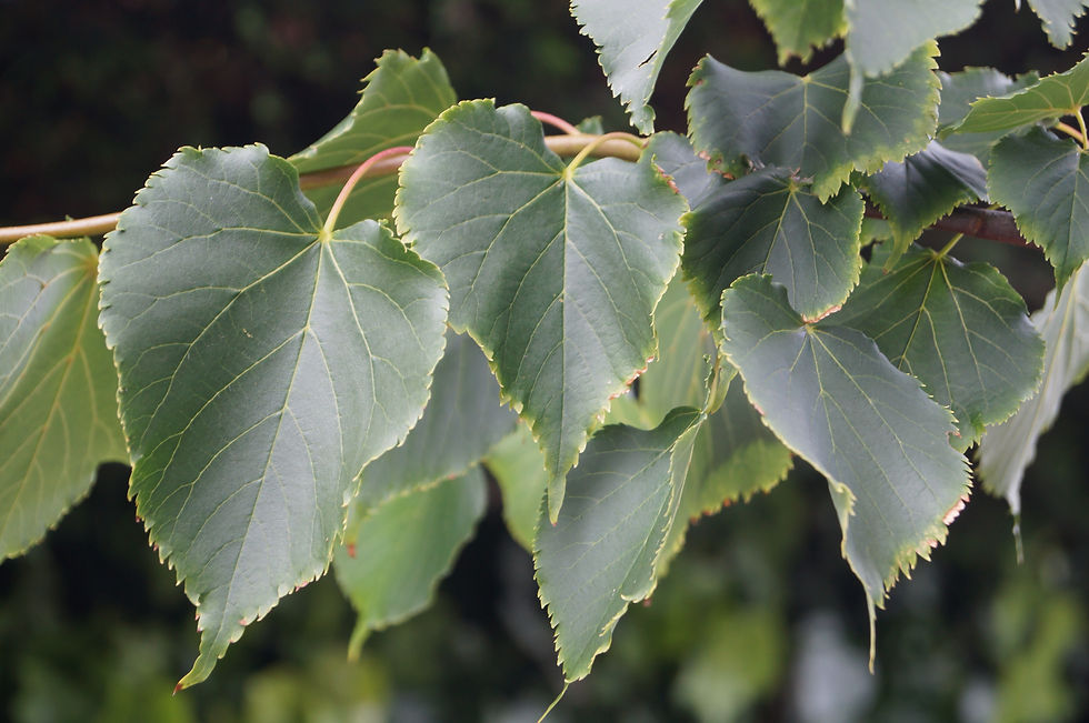 'Greenspire' small-leaved lime leaves, Carver Road