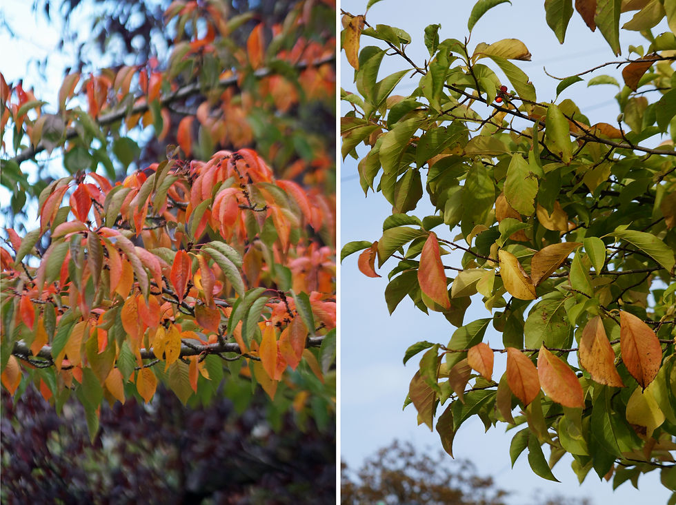 Autumn leaf close-ups. Left - Yoshino cherry, Stradella Road. Right - magnolia, Casino Avenue