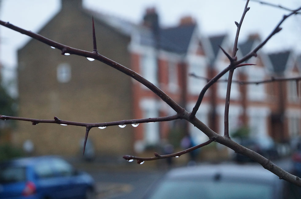 Thorns and raindrops on broad-leaved cockspur thorn, Warmington Road