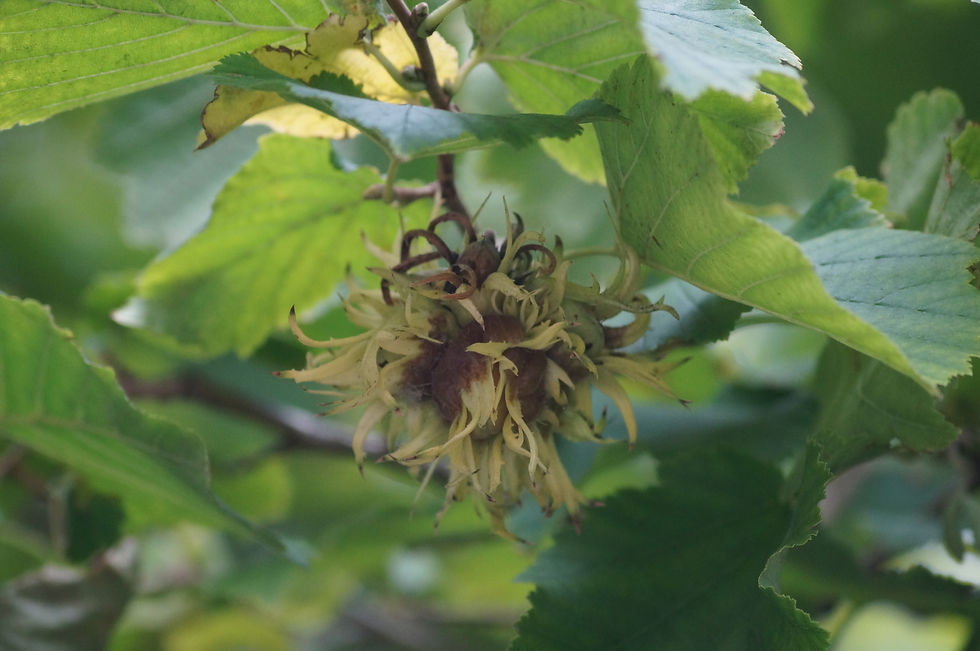 Beckwith Road Turkish hazel