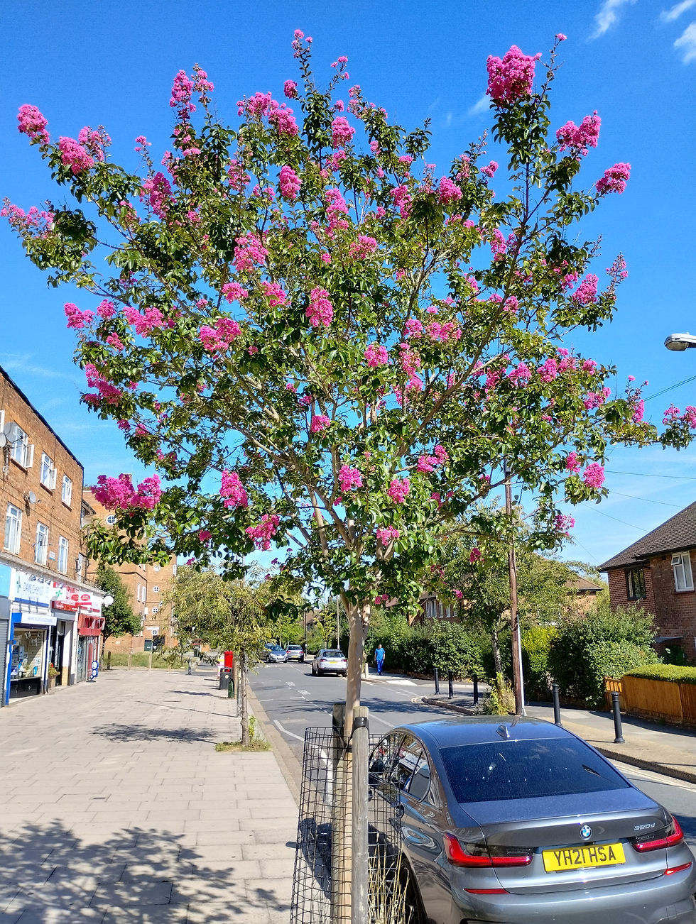 Crape myrtle flowers, Crossthwaite Avenue