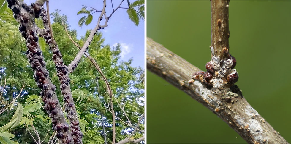Left: Infestation of brown scale on Persian silk tree, Half Moon Lane. Right: the dead scales after their eggs have hatched