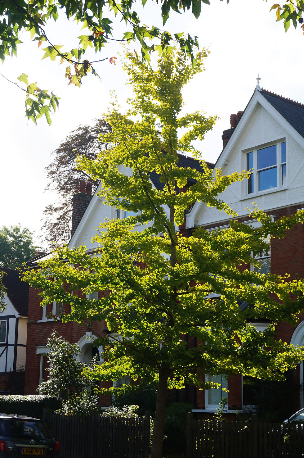 Ginkgo on Burbage Road, about to turn yellow