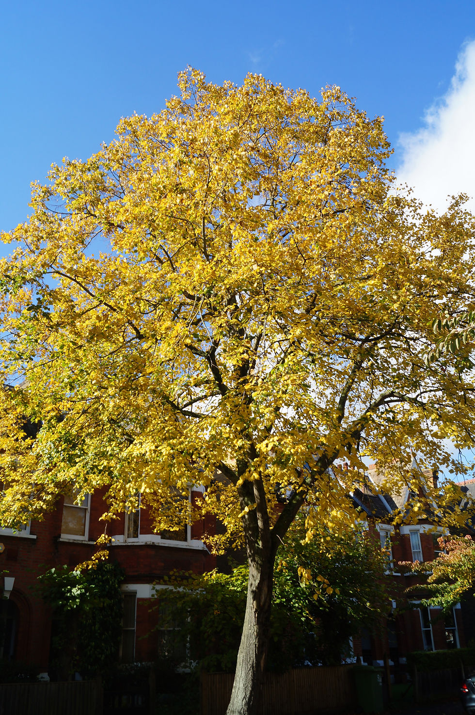 Common lime in autumn, Winterbrook Road