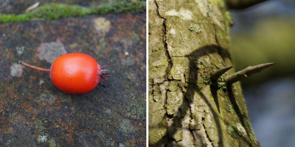 Hybrid cockspur thorn, Stradella Road. Left - orange fruit. Right - large thorns