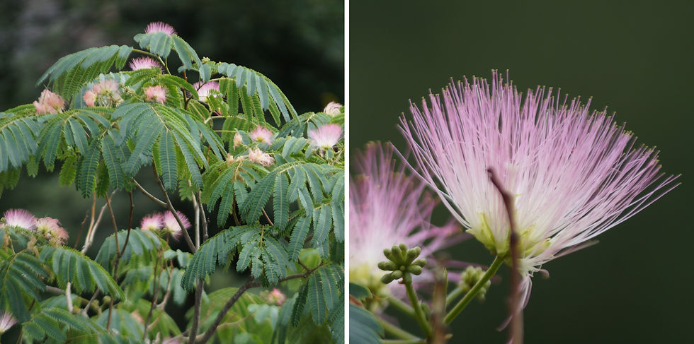 Left: Persian silk tree canopy, Half Moon Lane. Right: flower detail.