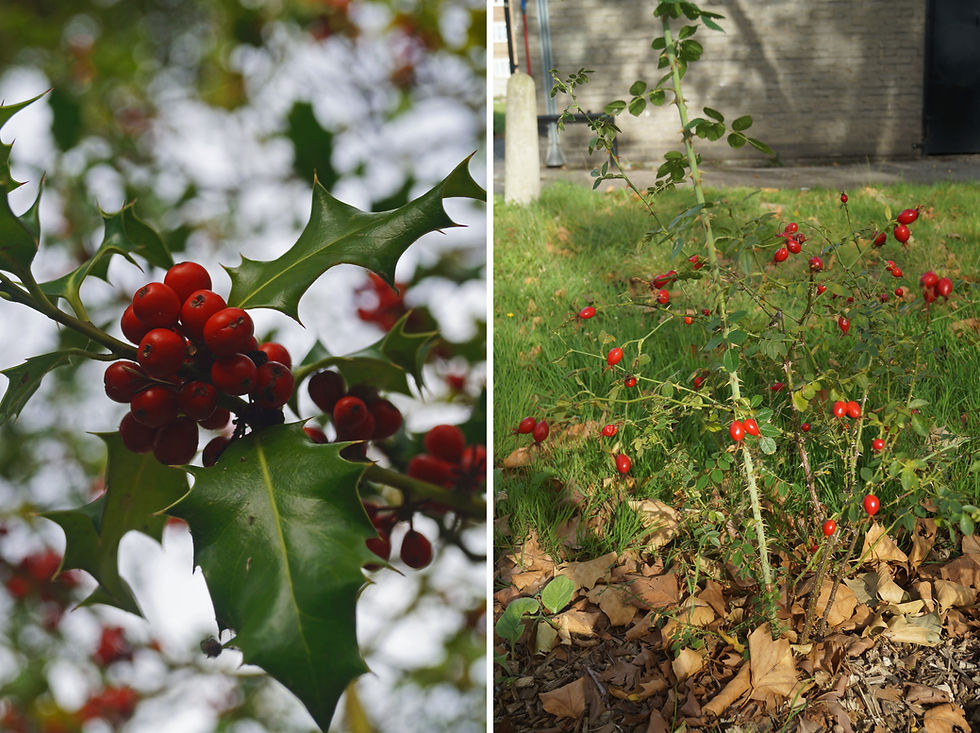 Left - holly berries, Red Post Hill. Right - dog rose hips, Hillcrest, Sunray Avenue