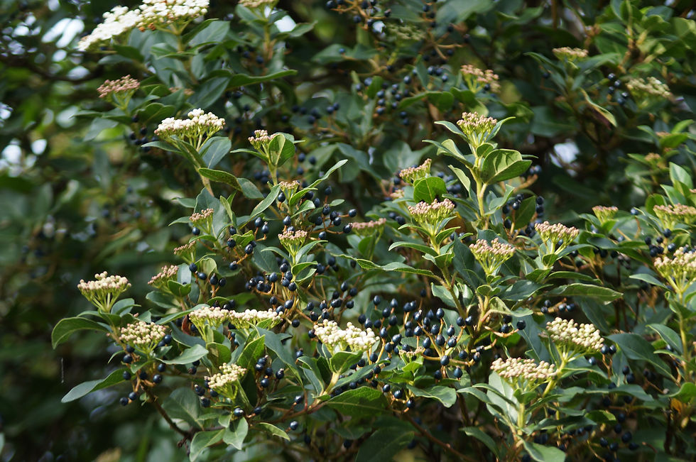 Elderflowers and elderberries, Red Post Hill