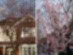 Cherry plums in early March. Left - the branches of the Burbage Road tree are now crowded with blossom. Right - Elfindale Road, showing the dark leaves beginning to unfurl
