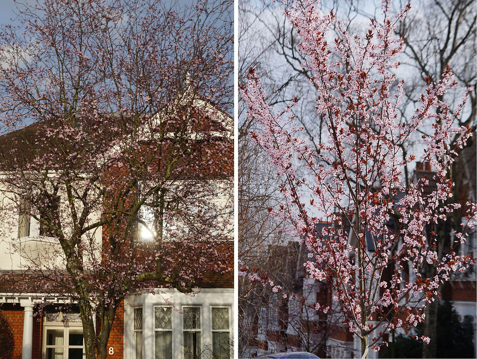 Cherry plums in early March. Left - the branches of the Burbage Road tree are now crowded with blossom. Right - Elfindale Road, showing the dark leaves beginning to unfurl