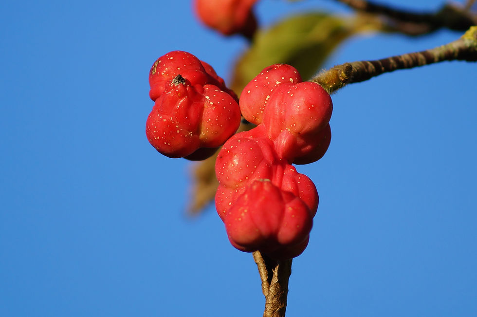 Casino Avenue Japanese magnolia, odd-shaped fruit