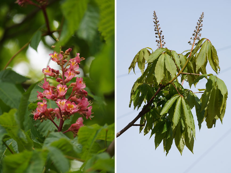 Left - Red horse chestnut flowers, Denesmead, late April. Unopened flower spikes of Indian horse chestnut, Casino Avenue