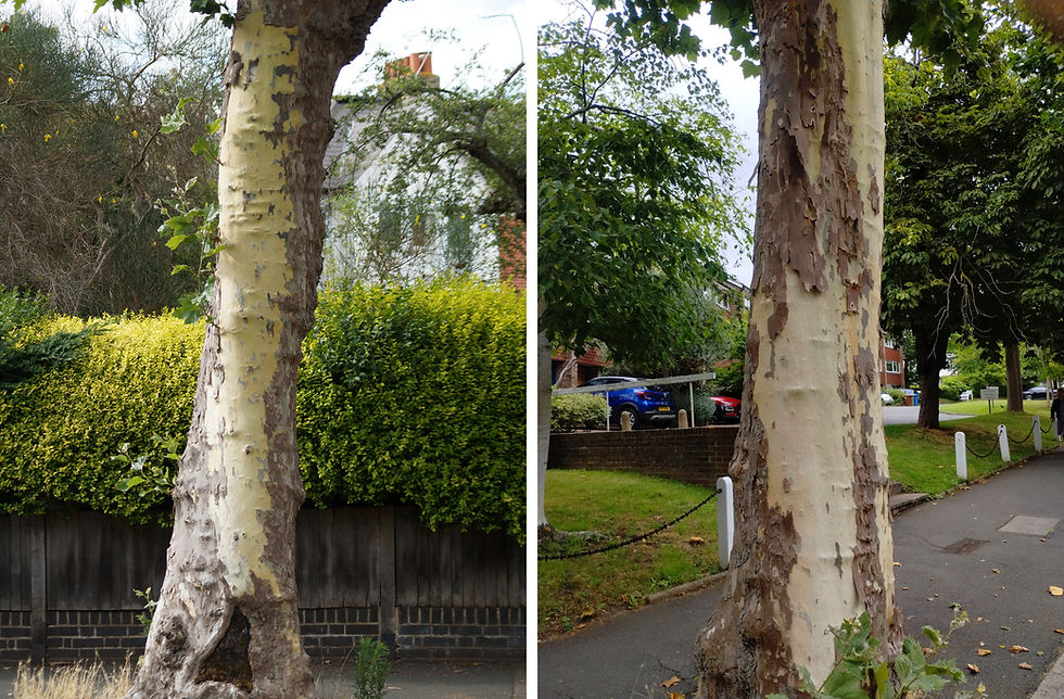 London planes on Half Moon Lane after shedding long strips of bark