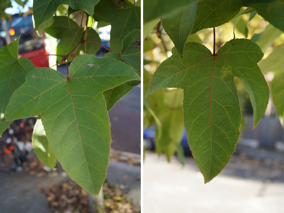 Chang's sweet gum leaves, Half Moon Lane and Stradella Road. Left: normal leaf. Right: extra lobes