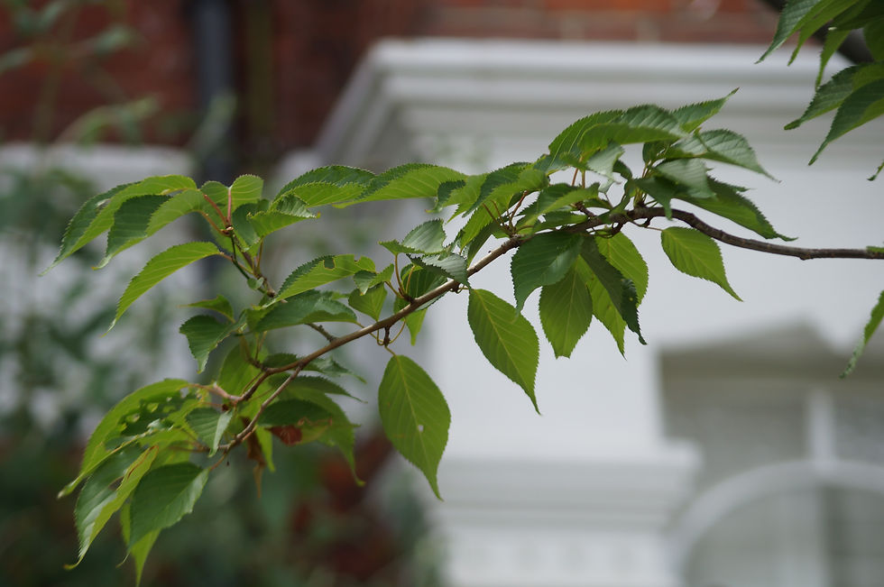 Sunset Boulevard cherry leaves, Elfindale Road