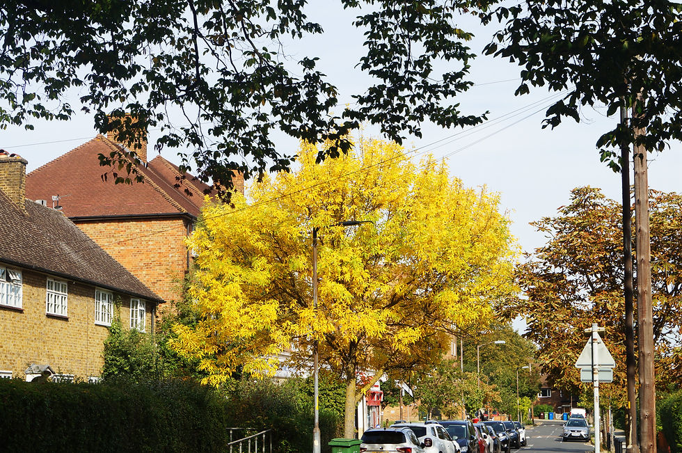 Yellow autumn leaves of red ash, Sunray Avenue