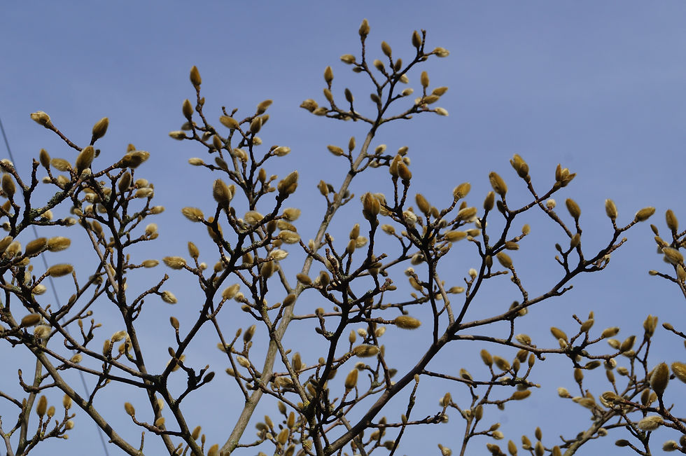 Casino Avenue magnolia crown