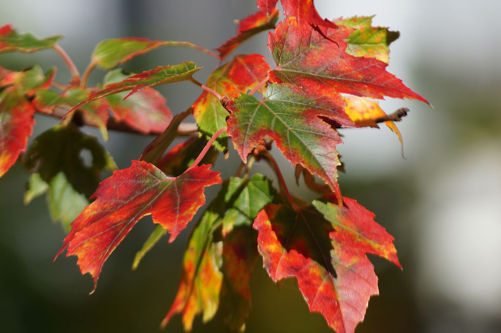 Colourful trident maple leaves, Stradella Road