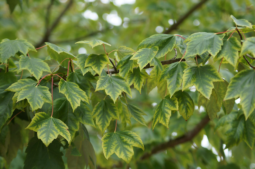 Trident maple leaves, Stradella Road