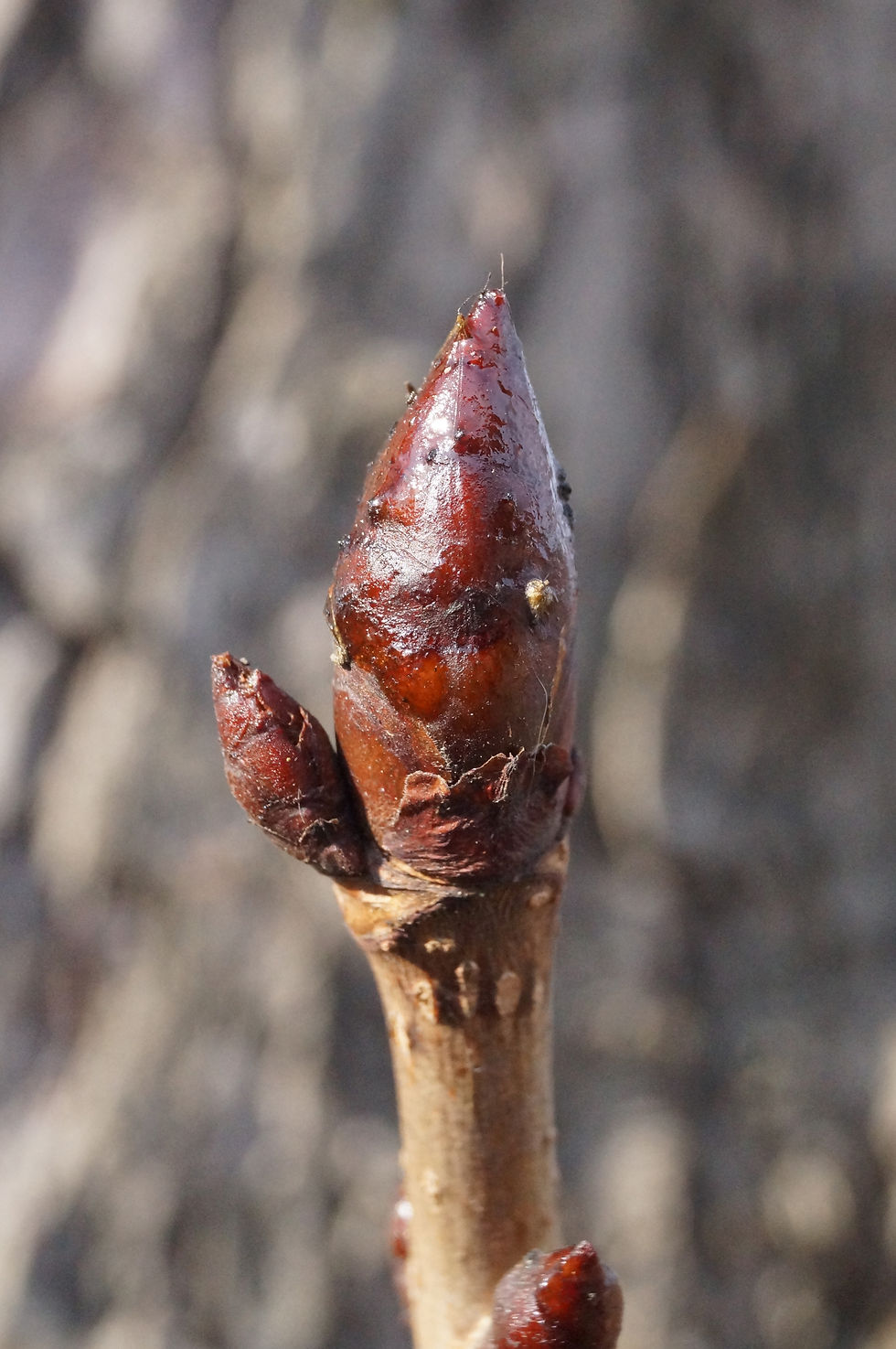 Sunray Gardens horse chestnut bud