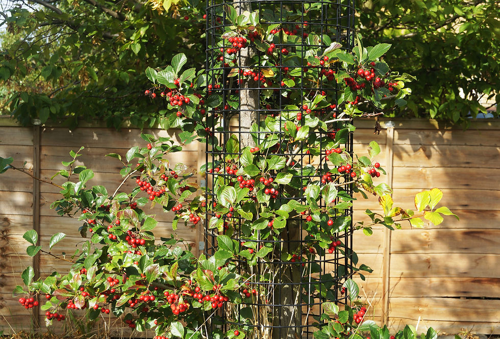 Red berries of broad-leaved cockspur thorn, Casino Avenue