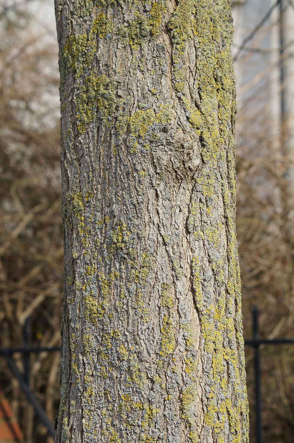 Holmdene Avenue mature pagoda tree bark