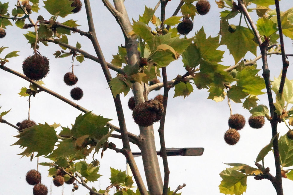 Dangling London plane seed balls on Half Moon Lane