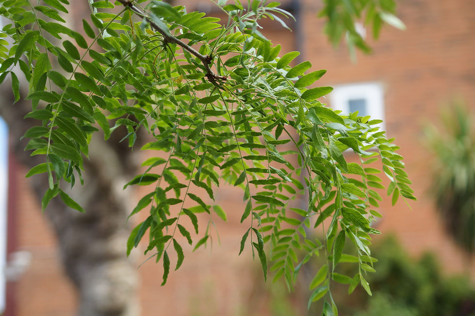 'Skyline' honey locust leaves, Holmdene Avenue
