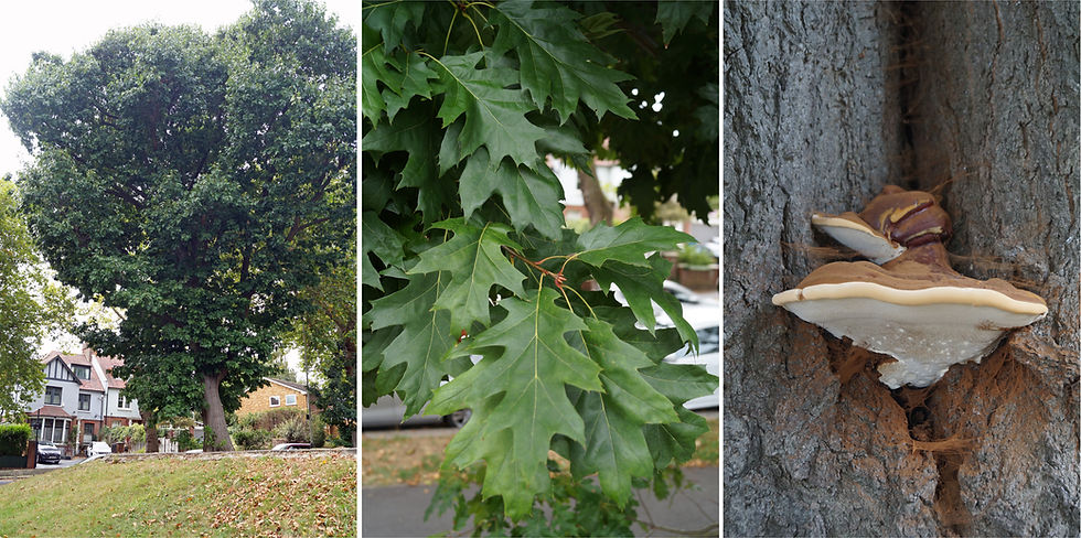 Left: northern red oak, Hillcrest, Sunray Avenue. Centre: leaves. Right: bracket fungus.