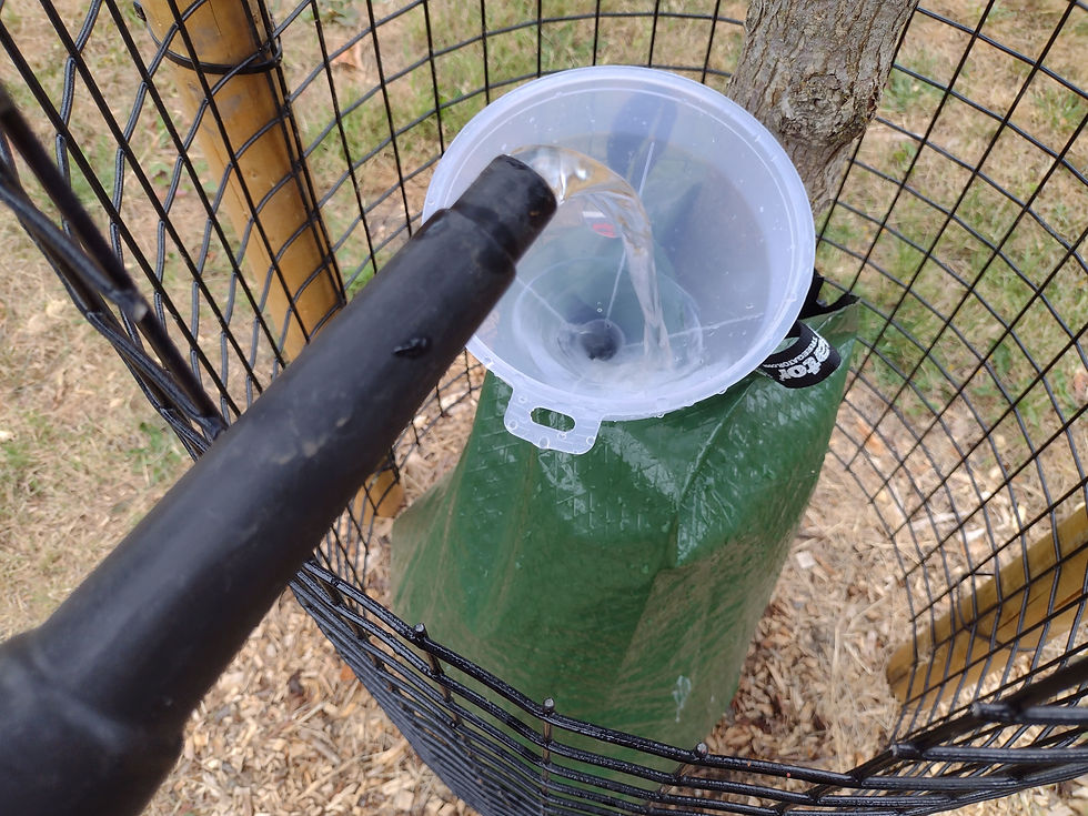 Filling a watering bag using a simple funnel