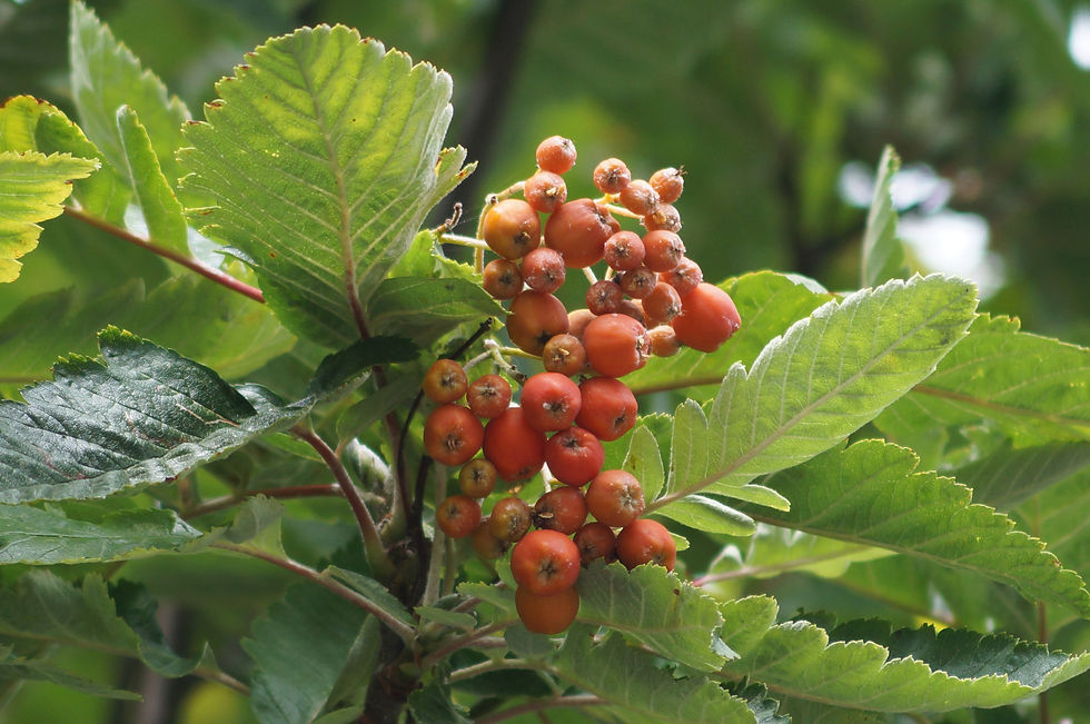 Burbage Road mountain ash berries