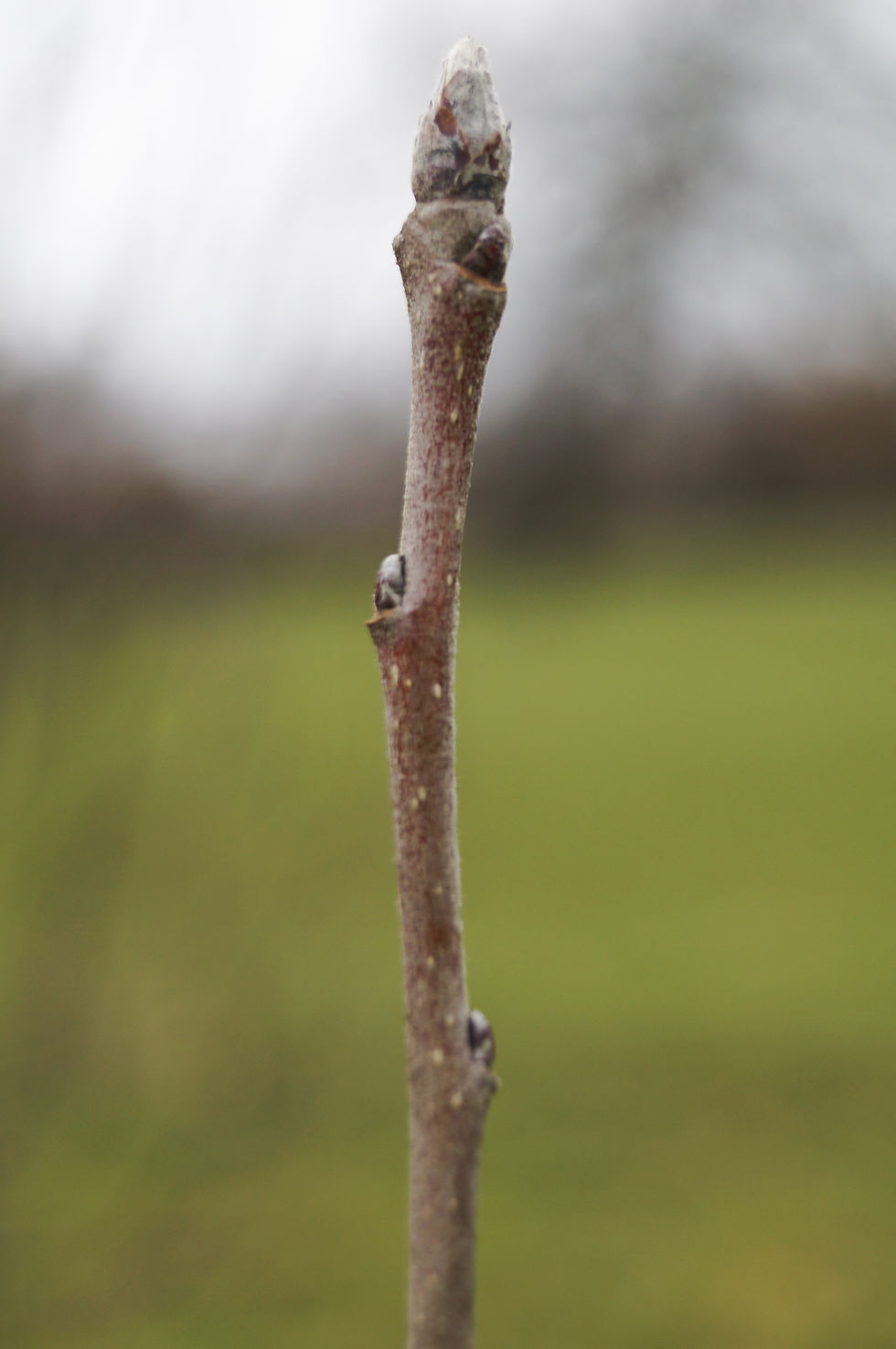 Apple twig and buds, Dulwich Park orchard