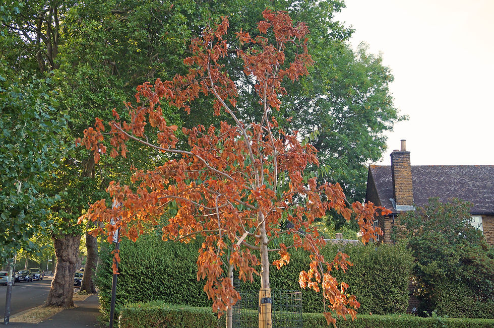 Medlar stressed by heat, drought and late planting, Sunray Avenue
