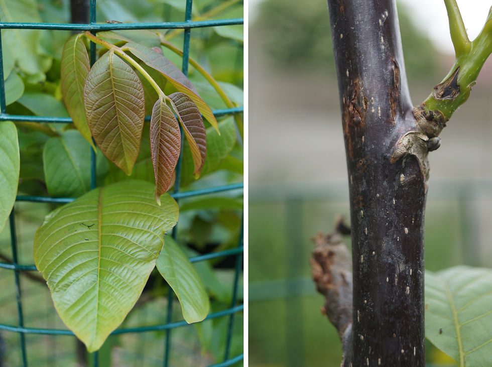 Black walnut leaves and bark, Hillcrest estate, Sunray Avenue