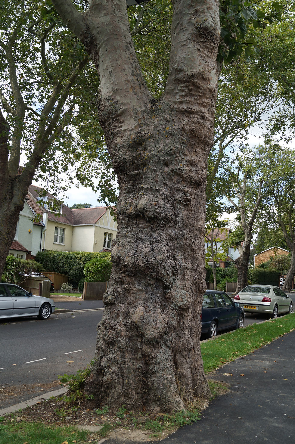 Sunray Avenue London plane, 48-inch diameter