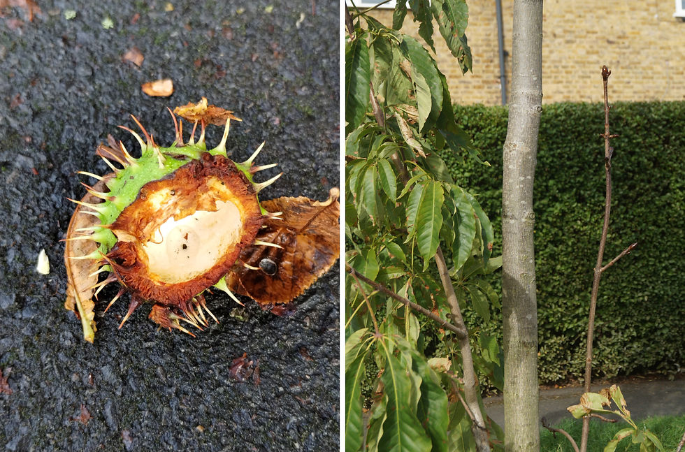 Left - common horse chestnut shell, Half Moon Lane. Right - common horse chestnut sucker, Casino Avenue