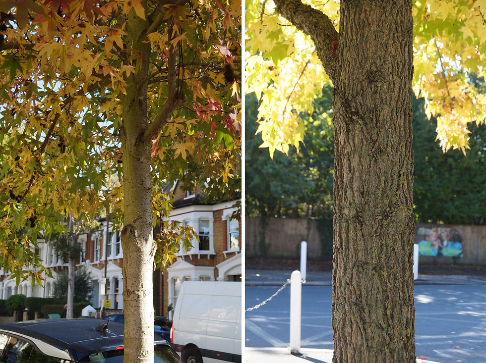 Sweet gum bark, Beckwith Road. Left: smooth young bark. Right: craggy bark on older tree