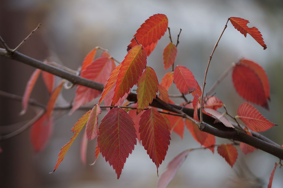 Japanese zelkova autumn leaves, Red Post Hill