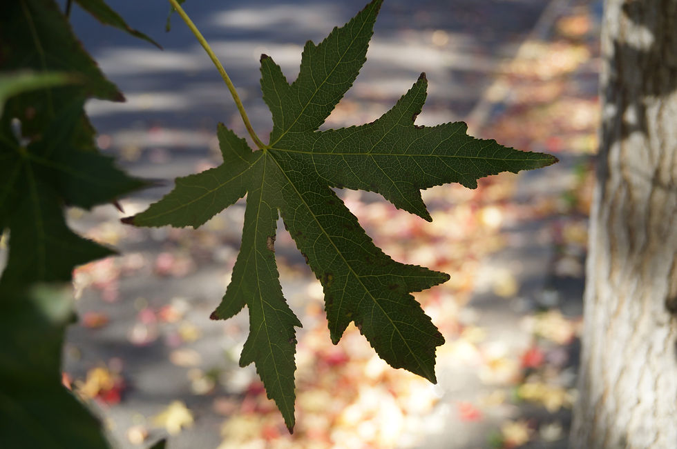 Stared sweet gum leaf, Stradella Road
