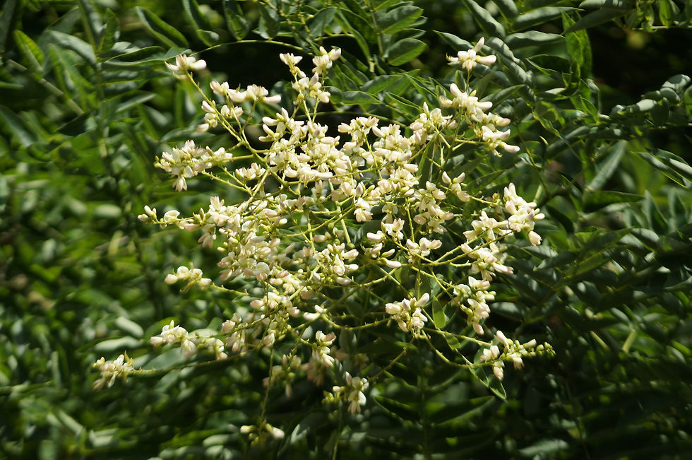 Japanese pagoda tree blossom, Holmdene Avenue
