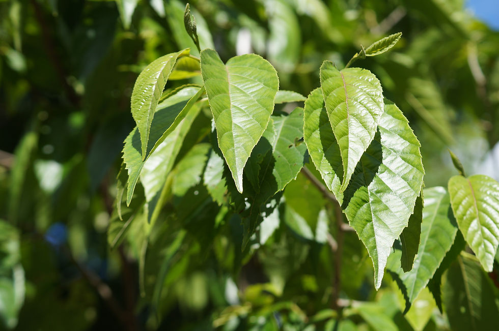 Spaeth alder leaves, Half Moon Lane