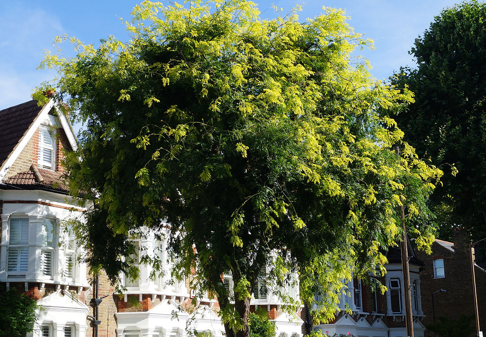 Fresh summer growth on honey locust, Elmwood Road