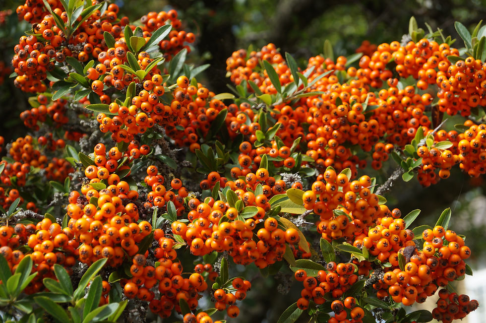 Sunray Avenue pyracantha