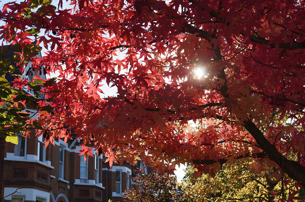 Autumn sun on Worplesdon sweet gum, Stradella Road