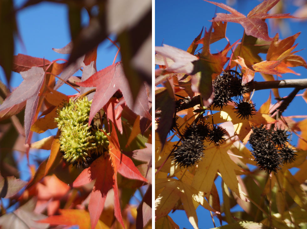 Sweet gum fruit. Left: new fruit, Holmdene Avenue. Right: last year's fruit, Half Moon Lane