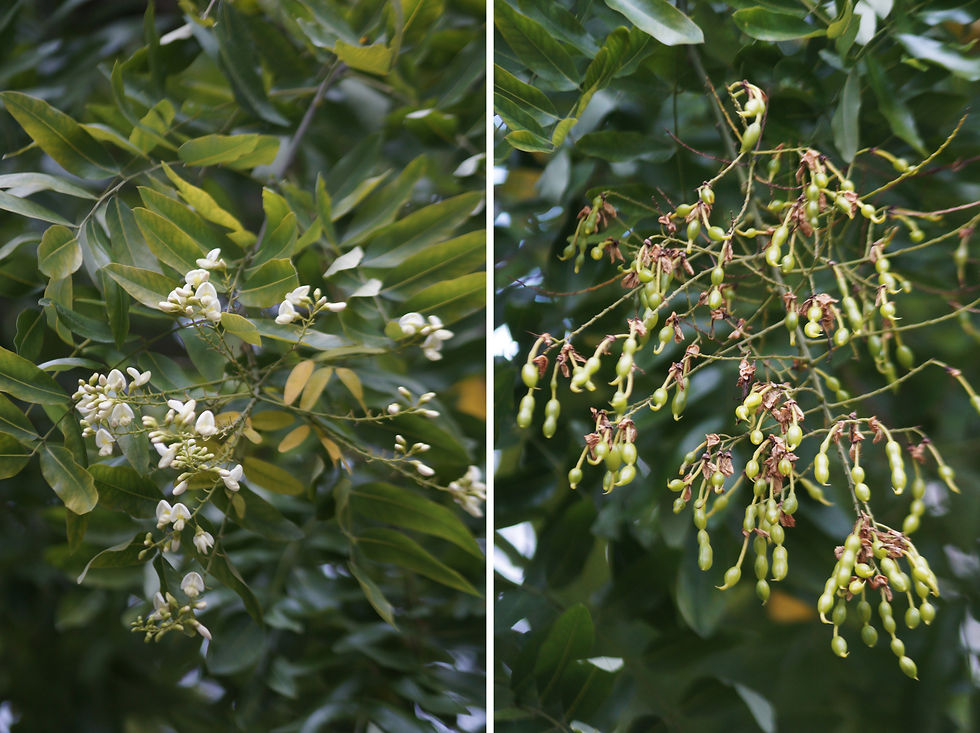 Japanese pagoda tree, Holmdene Avenue. Left - flowers. Right - seed pods