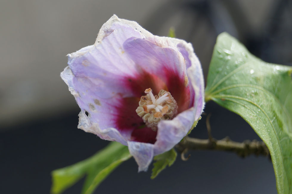 Elmwood Road hibiscus still in flower in early November