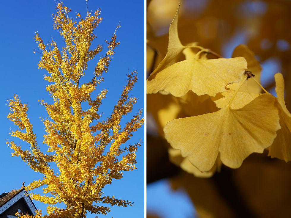 Butter yellow ginkgos on Burbage Road. Left - conical profile. Right - unique leaf shape