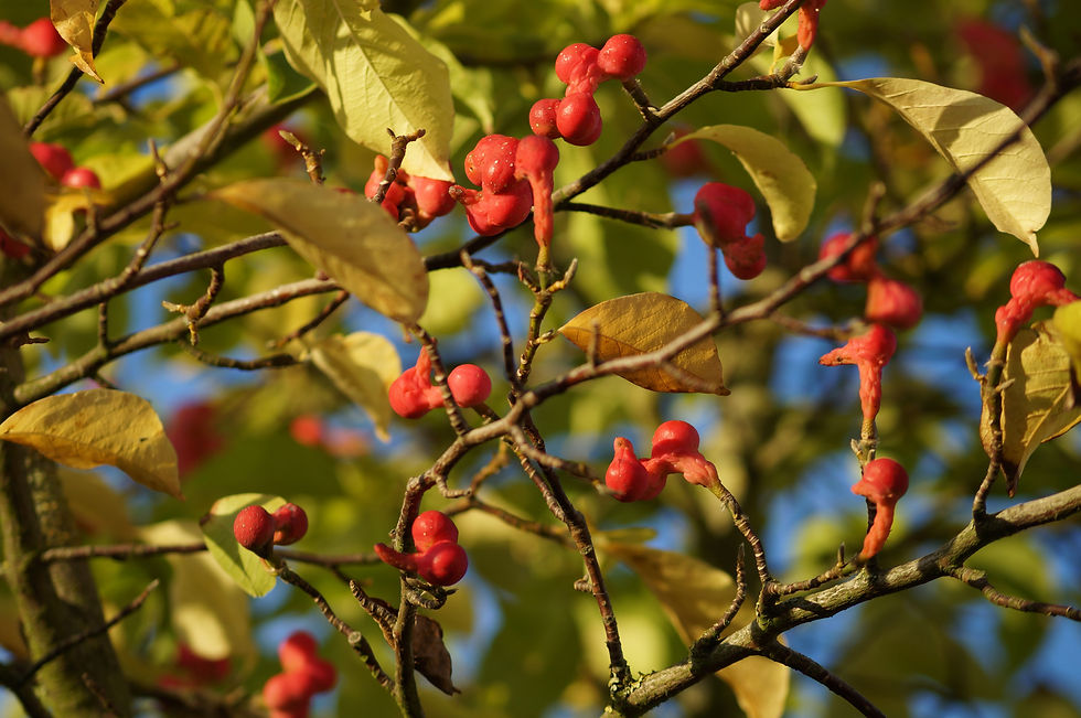 Casino Avenue Japanese magnolia, berries beginning to drop