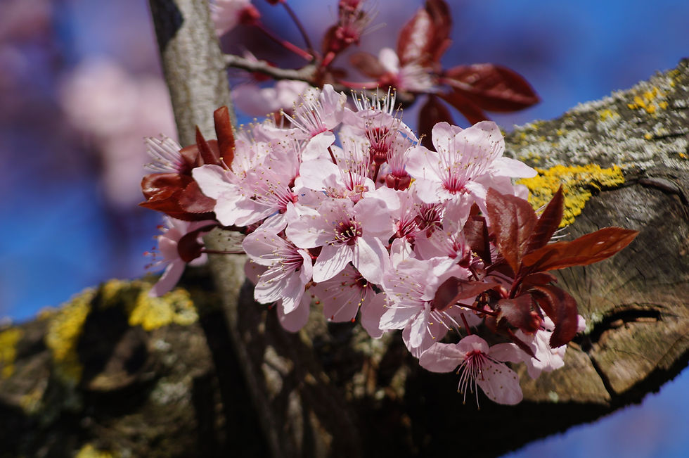 Black cherry plum blossom, Burbage Road